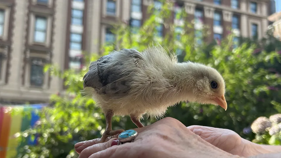 A Gatehouse Garden chicken with Columbia University in the background