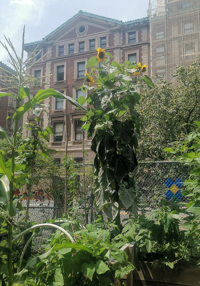 A sunflower grows in the Gatehouse Garden with the Schemerhorn Extension behind it.