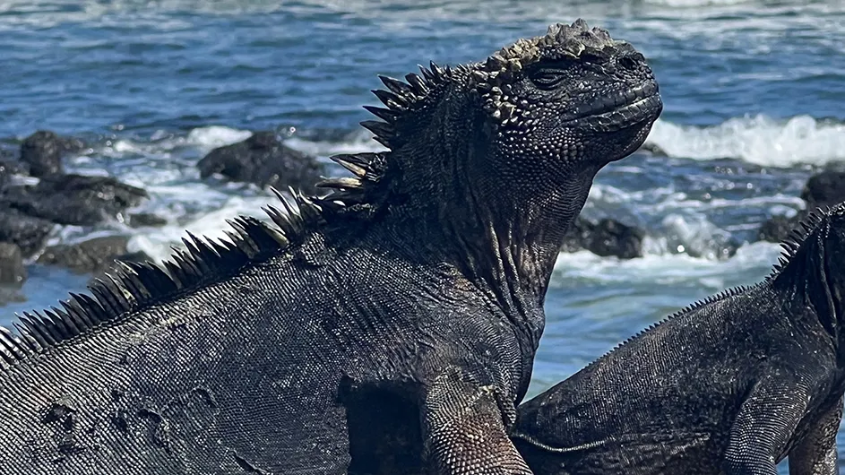 Two iguanas on a beach at Galápagos Islands on a sunny day. 