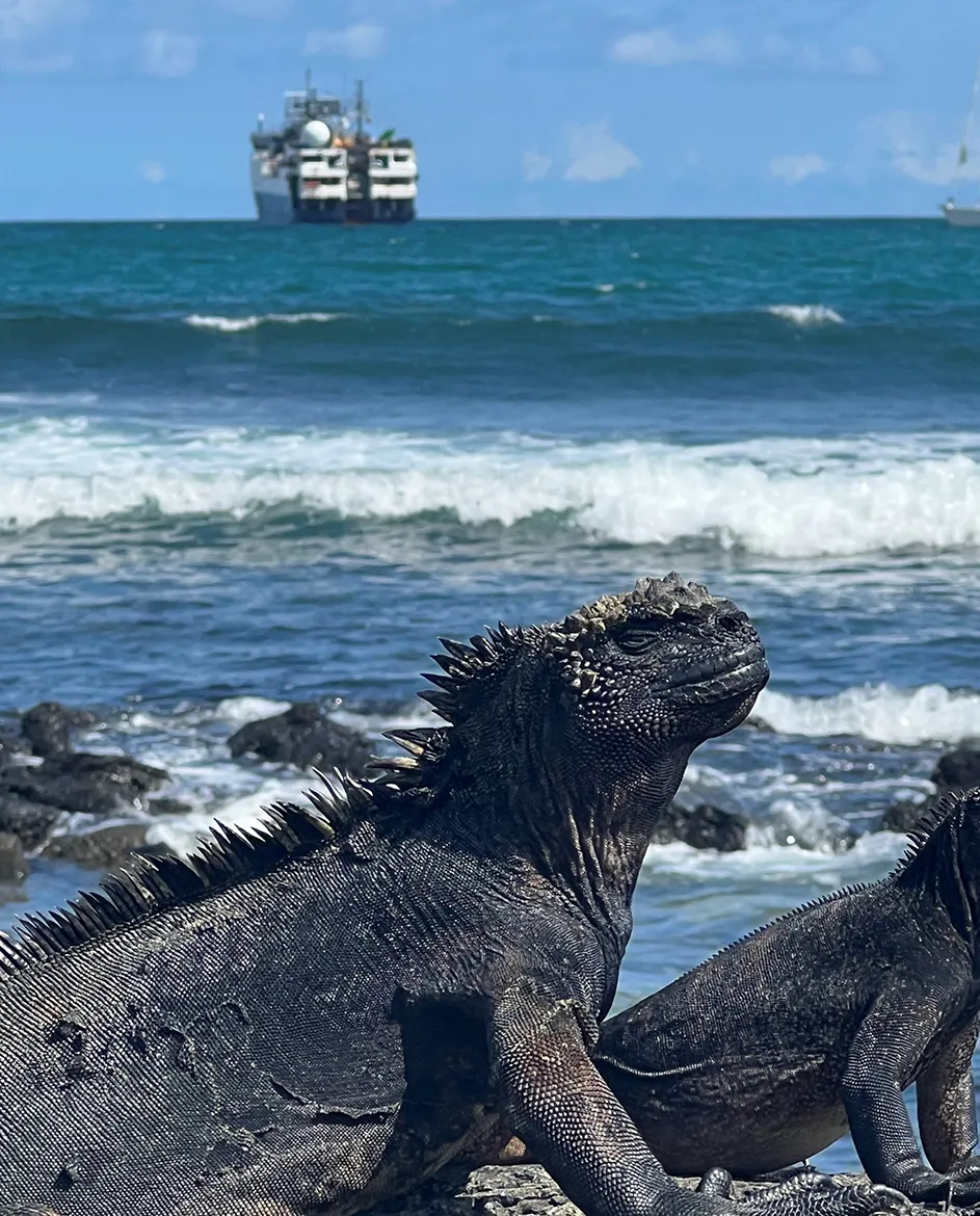 Two iguanas on a beach at Galápagos Islands with Columbia Langseth research ship on the ocean in the background on a sunny day. 