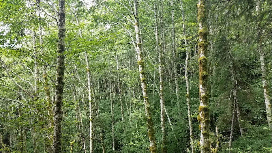 Red alder, a symbiotic nitrogen-fixing tree, in the coast range of Oregon.