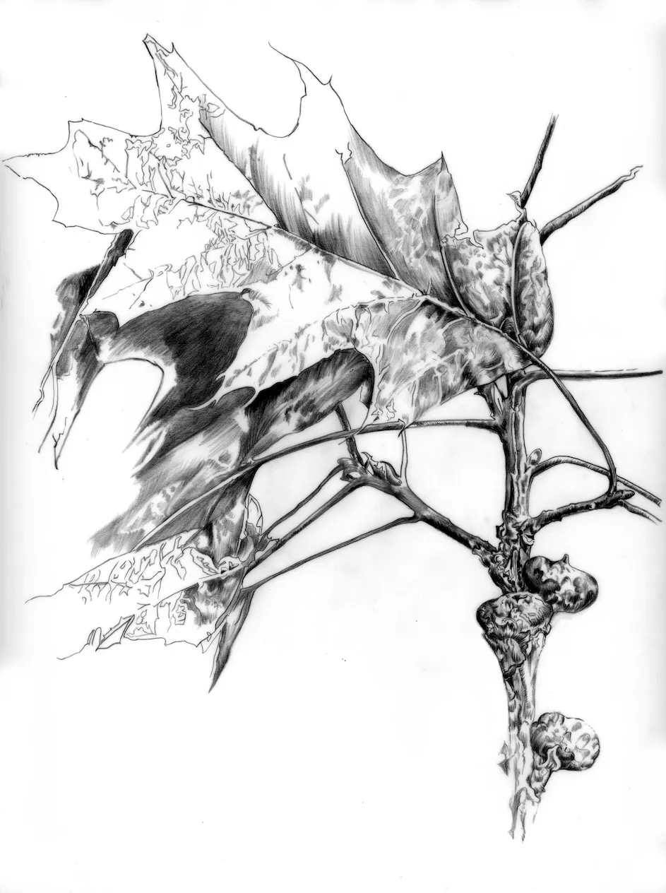 Detail of a red oak tree by the artist Ellen Wiener.