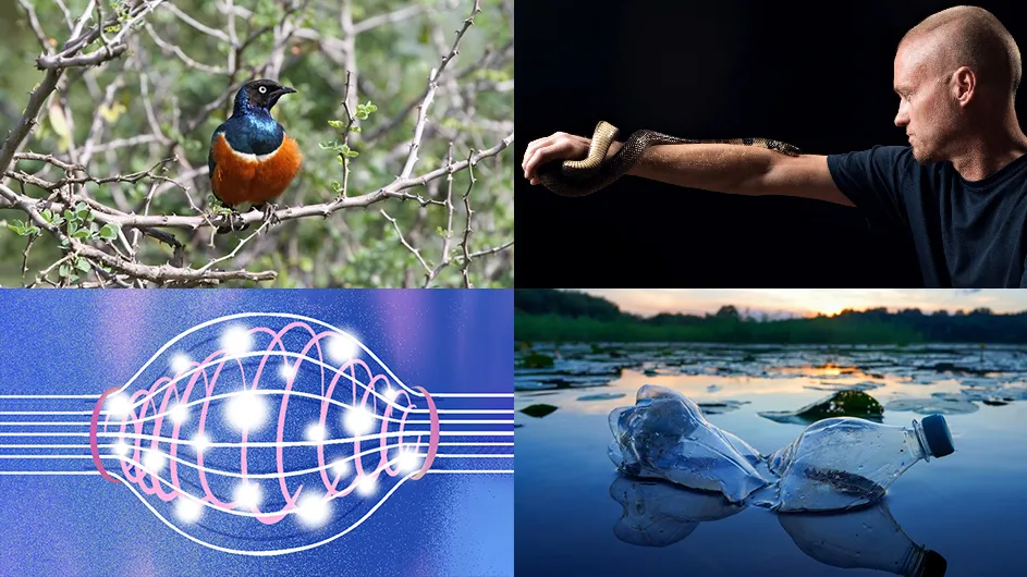 Clockwise from top left: An African starling; Tim Friede, whose self-exposure to snake venom has helped scientists develop new antivenoms; plastic bottles floating in a body of water; and an illustration of powerful magnets used for fusion containing high-energy plasma that is far hotter than the center of the Sun.