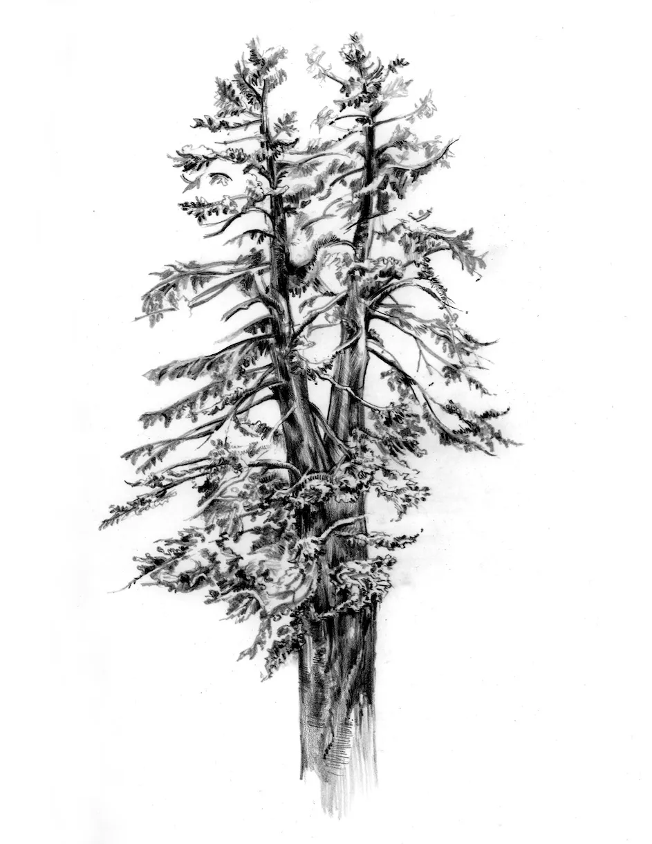 Illustration of a spruce tree by the artist Ellen Wiener