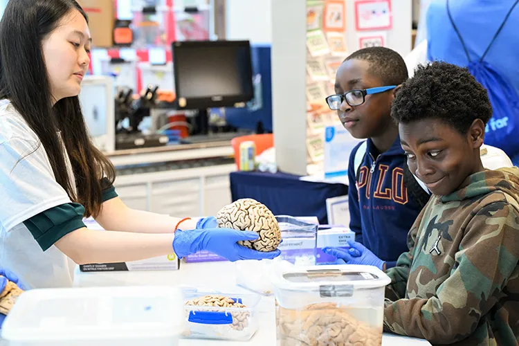 Two grade school-aged attendees observe a brain held by a research scientist at Columbia's JLG Science Center at Manhattanville Community Day. 