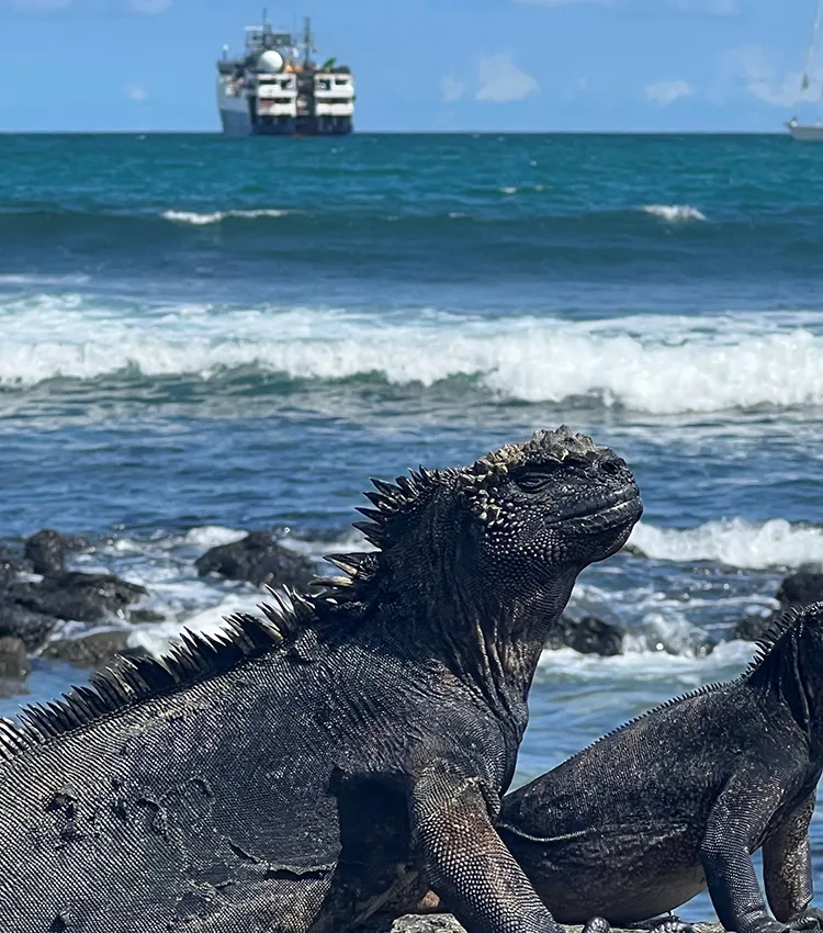Two iguanas on a beach at Galápagos Islands with Columbia Langseth research ship on the ocean in the background on a sunny day. 