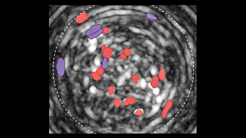 The image shows neurons in the bed nucleus of the stria terminalis that selectively respond to sweet (red) or to sodium (purple) to drive sweet or salt consumption, respectively (Li Wang and José Cánovas / Zuker lab / Columbia’s Zuckerman Institute).