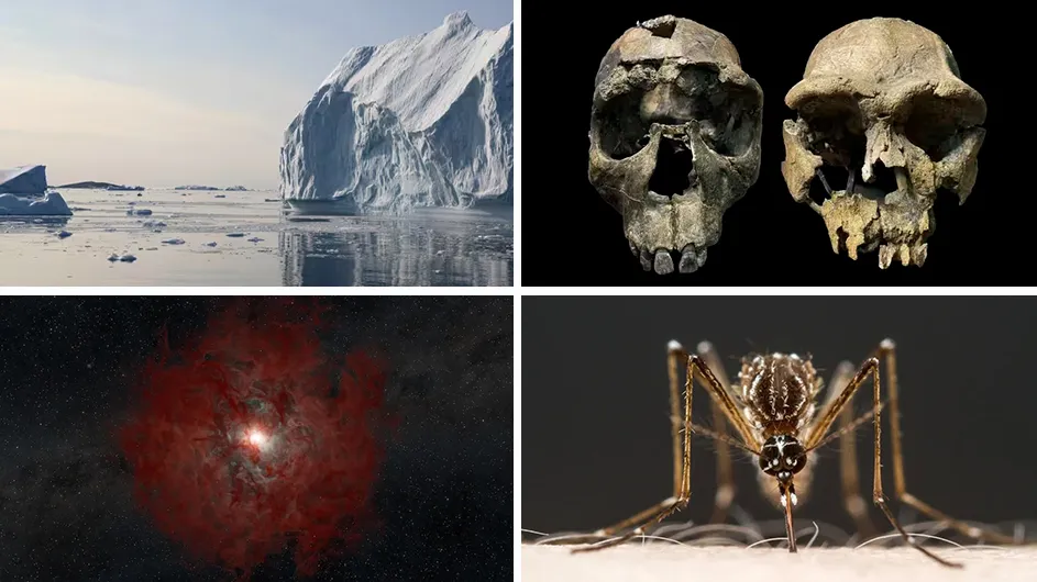 Clockwise from top left: An iceberg stranded on a submerged rock in northwest Greenland (Karl Zinglersen); homo erectus crania from the Turkana Rift (John Rowan); a mosquito feeding (Alex Wild); a shell of thick gas and dust (red) expelled from the outer layers of a star as its core collapses into a black hole. The inner regions show a heated ball of gas (white) continuing to fall into the central black hole. (Keith Miller, Caltech/IPAC - SELab)