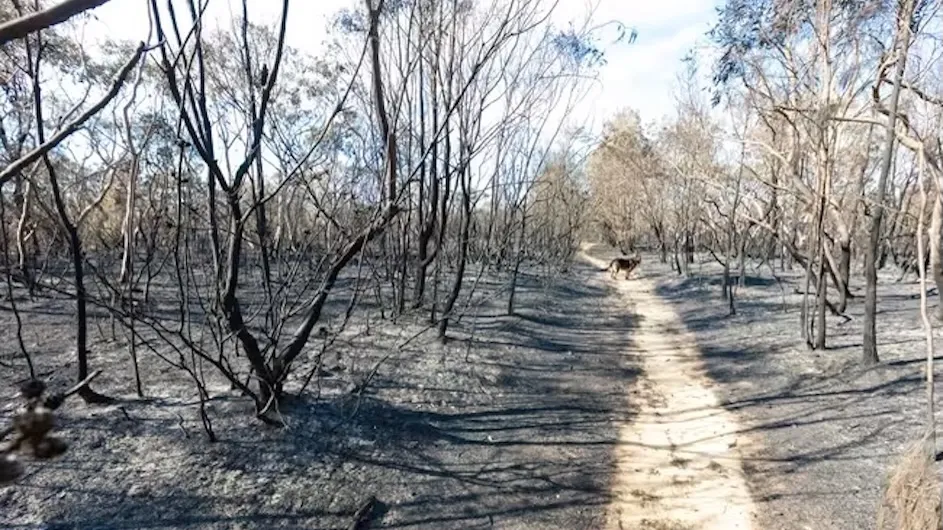 Scorched earth and blackened tree trunks caused by a large bush fire in the southern Sydney suburb of Barden Ridge.