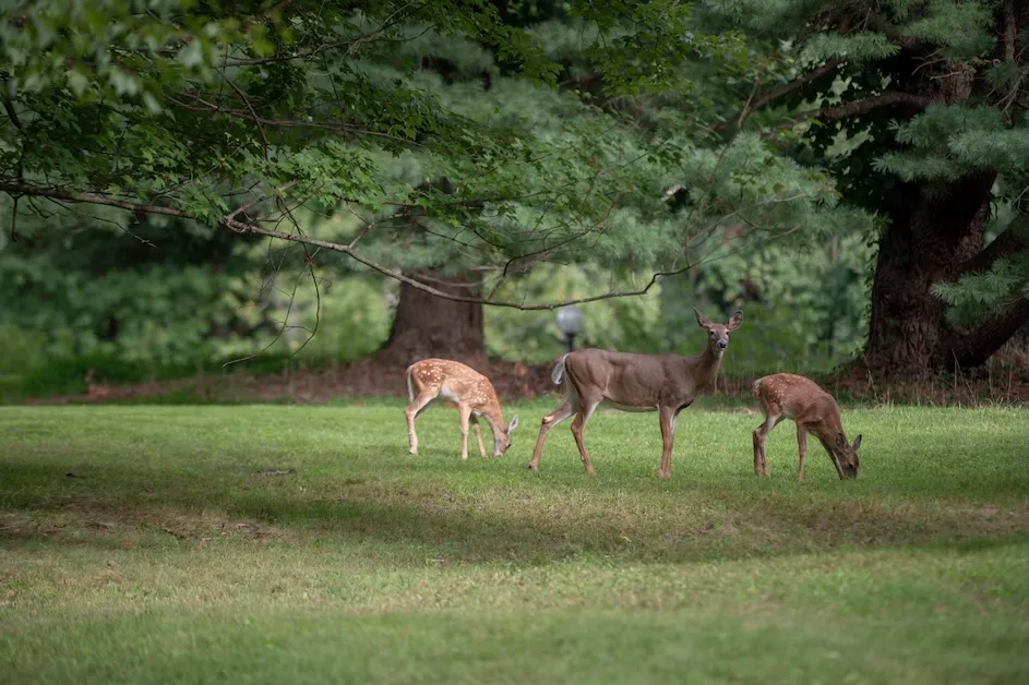 Deer graze on the Nevis campus.