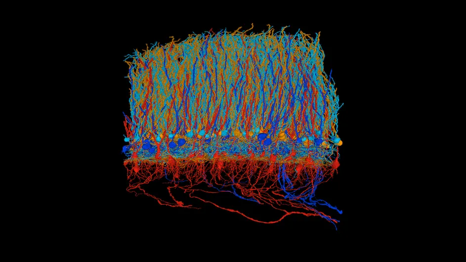 Brain cells of different types that filter out noise in a fish that senses its environment using electric pulses. 