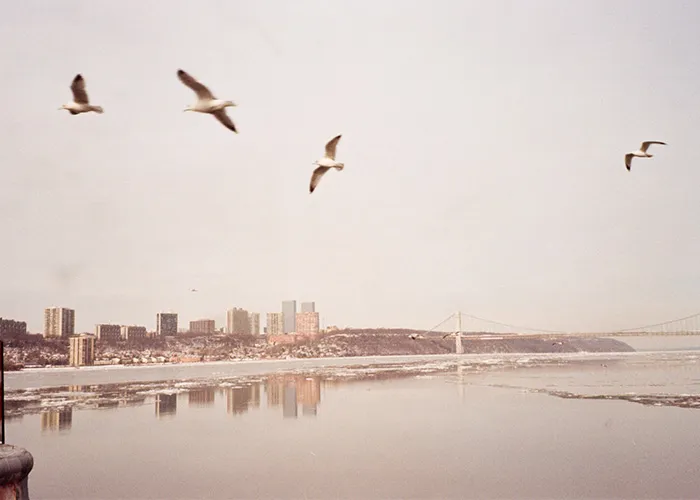 Seagulls fly over the Hudson River ice floes at west Harlem Piers.