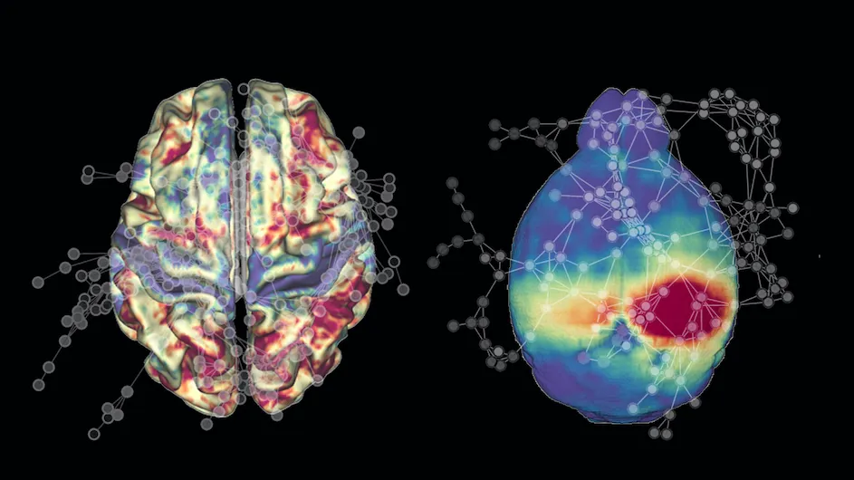 fMRI scans of human (left) and mouse (right) brains revealed patterns of connectivity (circles) that change with age (Credit: Ezra Winter-Nelson)