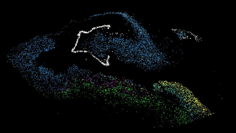Neurons in the hippocampus