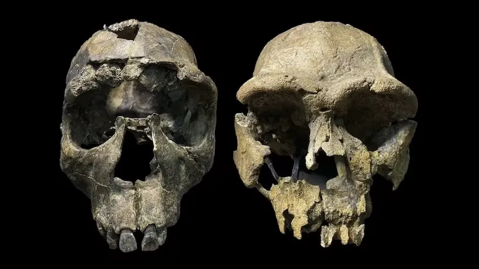 Homo erectus crania from the Turkana Rift. Left: WT 15000, ‘Turkana Boy’ from West Turkana. Right: ER 3733 from East Turkana. 
