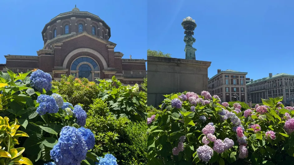 Composite photo ofvibrant blue hydrangeas in a garden in front of St. Paul's Chapel at Columbia University and pink and purple hydrangeas full bloom in the foreground. In the background, a stately building with columns at Columbia University.