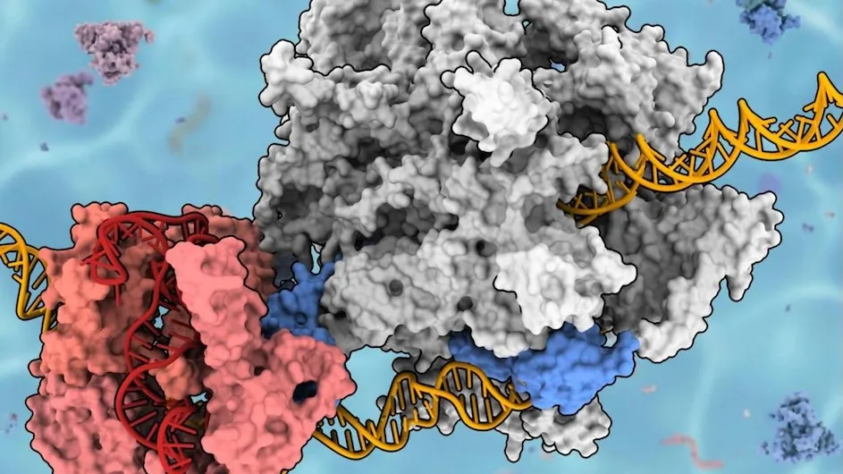 RNA polymerase moves along a gene in a bacterial cell
