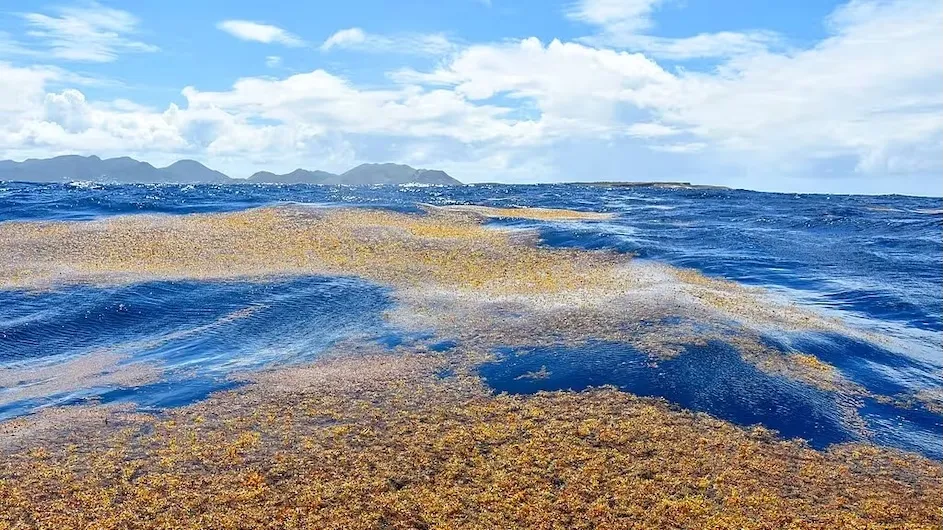 Large patches of Sargassum adrift near the island of Saint Martin.
