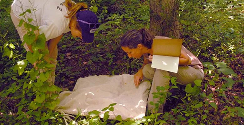 Scientists study ticks on a white sheet