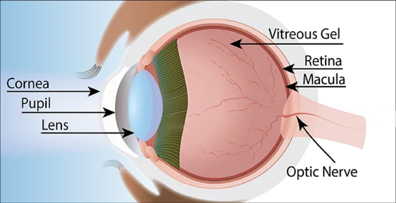 An illustration of the human eye shows the structural elements from the outermost layer backward to the optic nerve: cornea, pupil. lens, vitreous gel, retina, macula, optic nerve