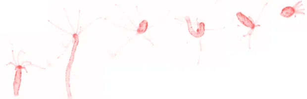 Five time lapse images of a hydra undergoing locomotion.