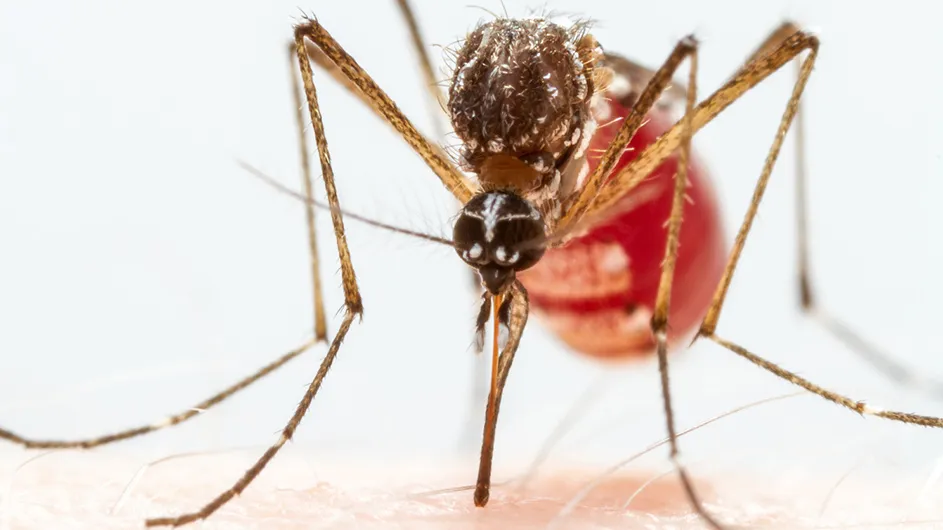 red bodied mosquito with brown head and spindly brown legs