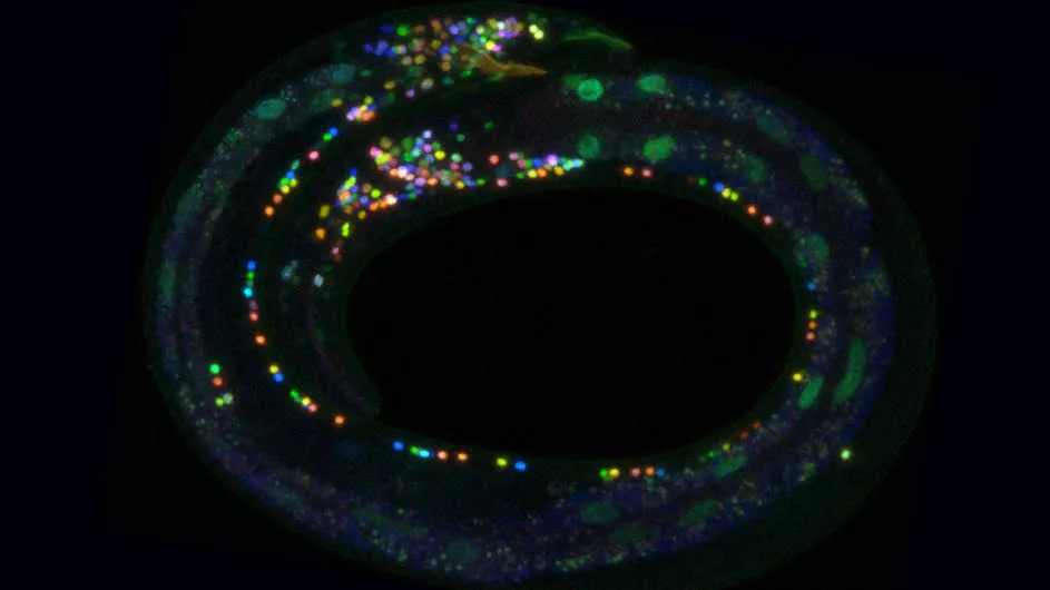 glittering small circles of pink purple, green around a tube-like circle with black background