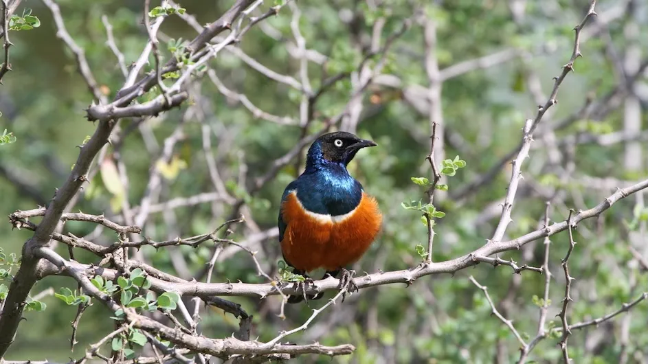 A superb starling