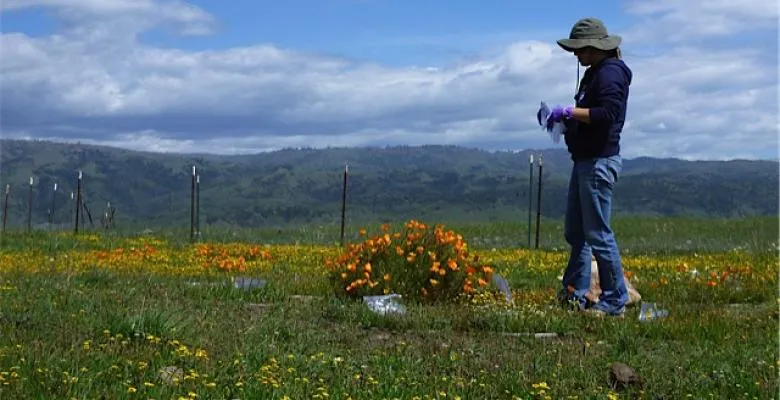 amelia wolf stands in the midst of a prairie tending to plant life 