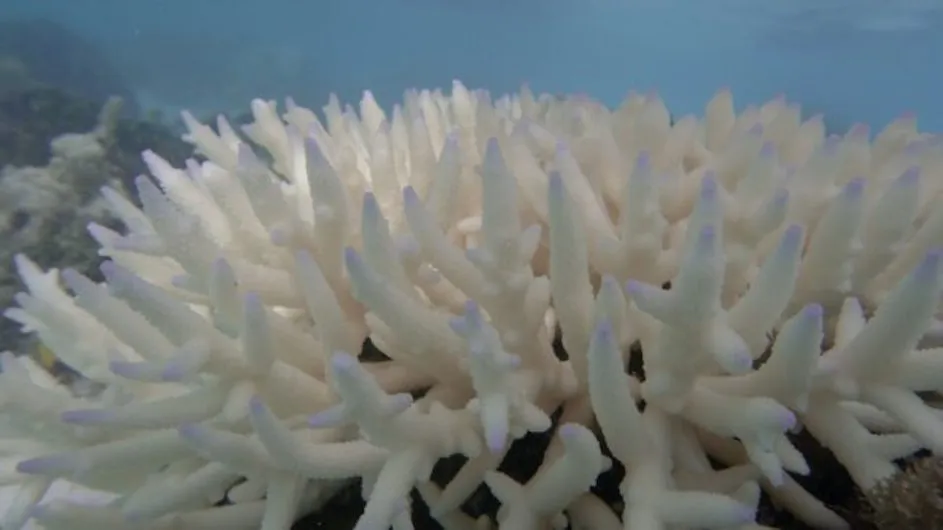Bleached coral, Great Barrier Reef. 