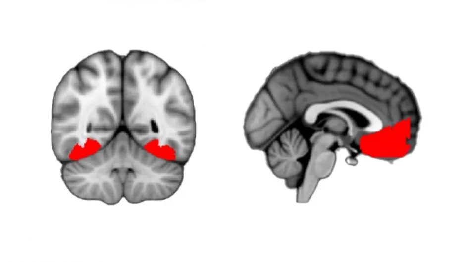 Human brain-scan images show regions toward the back and front that are active for a person who is feeling curious. (Credit: Gottlieb Lab/Columbia’s Zuckerman Institute)