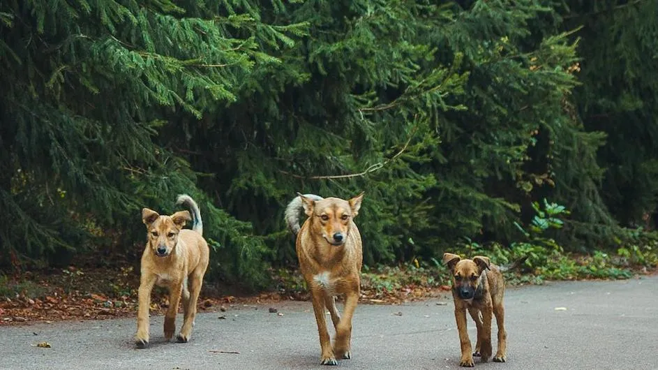Image of dogs.