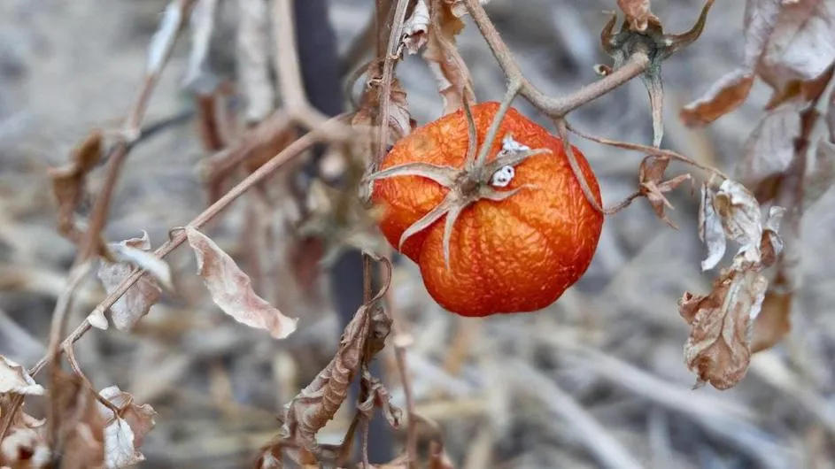 Shriveled fruit on a vine.