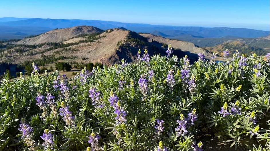Silky lupine plants at Lassen National Park in California