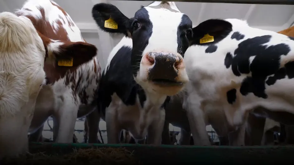 Cows eating.