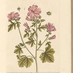 A page from A Curious Herbal featuring vervain.
