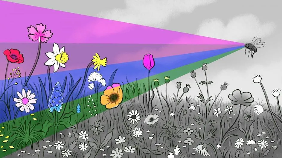 Illustration of a fruit fly perceiving a field of flowers as colorful.