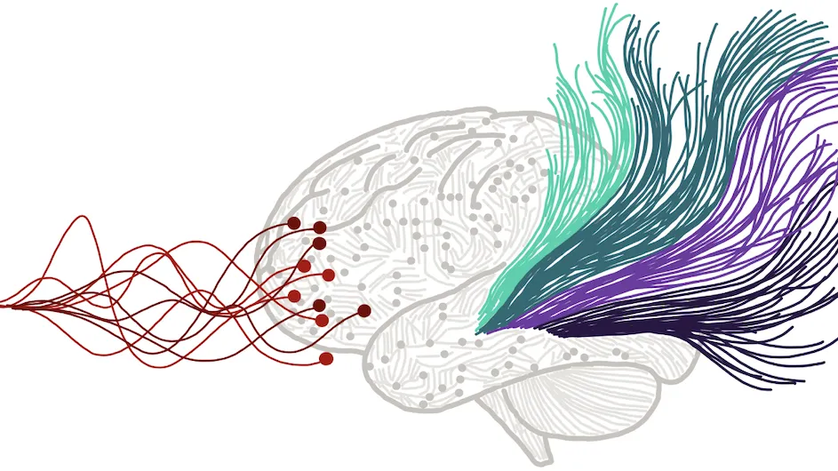 An illustration of brain activity.