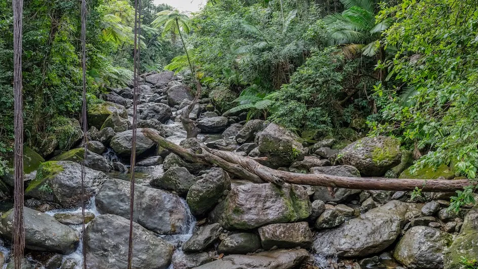 The Sonadora Stream in the Luquillo Mountains of Puerto Rico