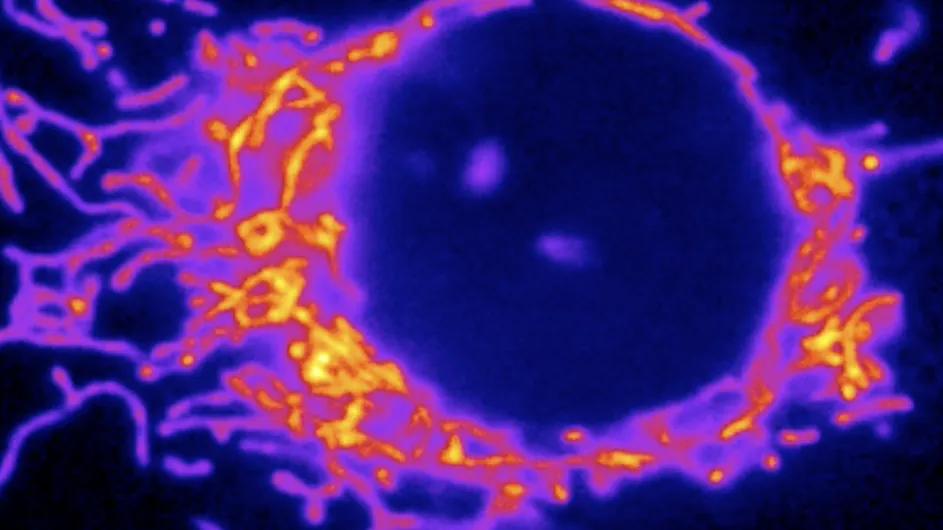 Mitochondria in the brain.