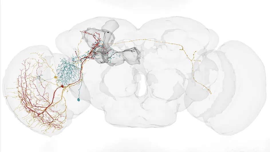 Three different types of visual projection neurons (red, yellow, and green) from the optic lobe all connect to the same visual Kenyon cell (black) inside the mushroom body, shaded in gray. (Credit: created with FlyWire under CC BY-NC 4.0 license by Ishani Ganguly and Emily Heckman / Behnia lab / Columbia’s Zuckerman Institute)