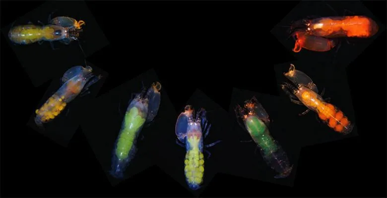 images of varied colors of shrimp 