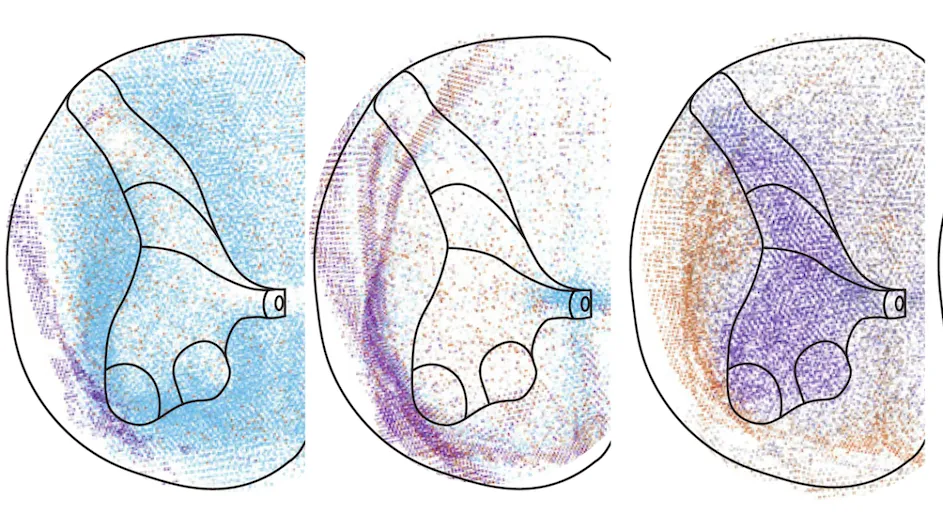 Different colored dots represent different cells types found in a section of the human spinal cord.